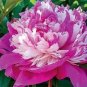 10 PCS Seeds Rare 'Fu Yin' White Pink Peony Seedling Flower