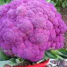 40 PCS Seeds Heirloom Purple Sicily Cauliflower Organic Vegetable