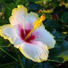 200 PCS Seeds Hibiscus