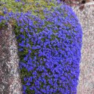 1000 PCS Seeds Creeping Thyme Seeds Rock CRESS