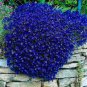 1000 PCS Seeds Creeping Thyme Seeds Rock CRESS