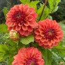 100 PCS Seeds Red Dahlias
