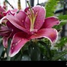 2 PCS Seeds Heirloom Red American Water Lily 'the Madonna' Flower