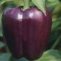 600 PCS Seeds Purple Horn Pepper F1
