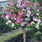 100 PCS Seeds Beautiful Dwarf Sharon Flowers