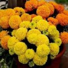 100 PCS Seeds Bright Yellow Potted Marigold