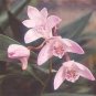 2 PCS Seeds Dendrobium officinale (Flower Powder) Purple Flowers