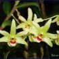 2 PCS Seeds Dendrobium officinale