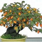 40 PCS Seeds Dwarf Persimmon Seeds Bonsai Mini Fruits