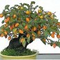 40 PCS Seeds Dwarf Persimmon Seeds Bonsai Mini Fruits