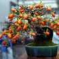 40 PCS Seeds Dwarf Persimmon Seeds Bonsai Mini Fruits