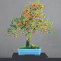 40 PCS Seeds Dwarf Persimmon Seeds Bonsai Mini Fruits