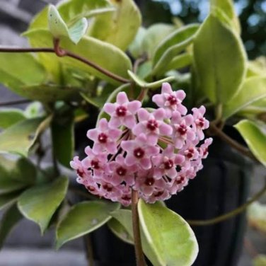 200 PCS Seeds Hoya Carnosa
