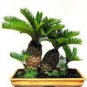20 PCS Seeds Palm Bonsai DIY Plant for Home Garden Decoration Bonsai Plants