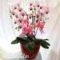 200 PCS Seeds Phalaenopsis Plants Bonsai hydroponic Flower Bonsai