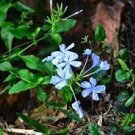 12000 PCS Seeds Plumbago auriculata