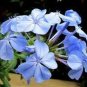 12000 PCS Seeds Plumbago auriculata