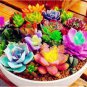 200 PCS Seeds Rare Succulent Bonsai Flower Bonsai for Indoor Succulent Plants