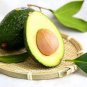 20 PCS Seeds Avocado Green Fruit Very Delicious Persea Americana