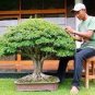 20 PCS Seeds Bonsai Cinnamomum Kotoense Plant