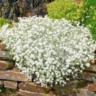 400 PCS Seeds Creeping Thyme Seeds Rock CRESS Plant