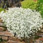 400 PCS Seeds Creeping Thyme Seeds Rock CRESS Plant