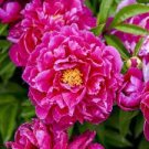 20 PCS Seeds Exotic Double Peony