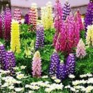 400 PCS Seeds Mix Color Lupine Bonsai Plants Annual Succulent groundcover Flower