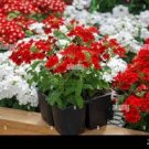 20 PCS Seeds Verbena Flower Flowers Potted Plants Flower