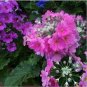 20 PCS Seeds Verbena Flower Flowers Potted Plants Flower