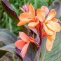 400 PCS Seeds Canna Lily Potted Flower