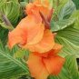 400 PCS Seeds Canna Lily Potted Flower