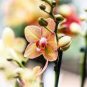 200 PCS Seeds Mini Phalaenopsis Flower