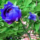 20 PCS Seeds Paeonia Lactiflora