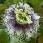 200 PCS Seeds Passiflora Fruits