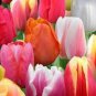 200 PCS Seeds Tulips