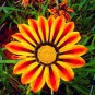 200 PCS Seeds Gorgeous Gazania Rigens Bonsai
