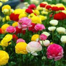 200 PCS Seeds Ranunculus asiaticus Flower Bonsai for Home & Garden DIY Plants