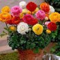 200 PCS Seeds Ranunculus asiaticus Flower Bonsai for Home & Garden DIY Plants