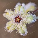 200 PCS Seeds Stapelia Pulchella Bonsai Lithops Mix Succulents