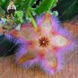 200 PCS Seeds Stapelia Pulchella Bonsai Lithops Mix Succulents