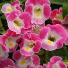 200 PCS Seeds Torenia Fournieri Bonsai Amazing Flower Bonsai DIY Potted Plants