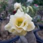4 PCS Seeds Adenium Whitish Light Yellow Flower