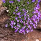 400 PCS Seeds Bonsai Rock Cress Flower Climbing Plant Creeping Thyme Flores 400 PCS Seeds Bonsai Rock Cress Flower Climbing Plant Creeping Thyme Flores