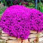 400 PCS Seeds Bonsai Rock Cress Flower Climbing Plant Creeping Thyme Flores