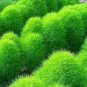 200 PCS Seeds Broomsedge Flores Lawn plantas Bonsai