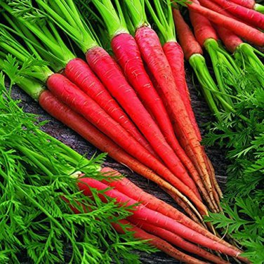 200 PCS Seeds Carrot Heirloom Blood Red Vegetables