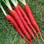 200 PCS Seeds Carrot Heirloom Blood Red Vegetables