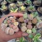 20 PCS Seeds Imported Lithops GE KK