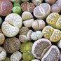 20 PCS Seeds Imported Lithops GE KK